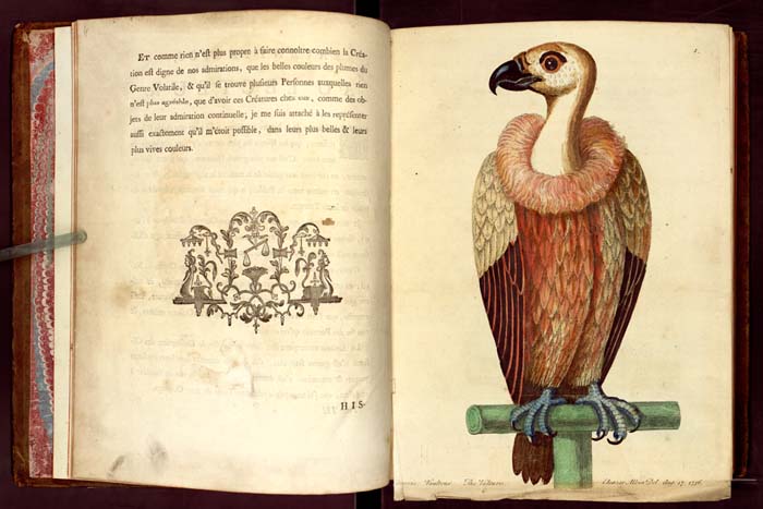 Sęp: Albin Eleazar, "Histoire naturelle des oiseaux", 1750